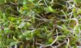 Caudill Alfalfa Sprouts Salmonella Outbreak - Multistate, 2009